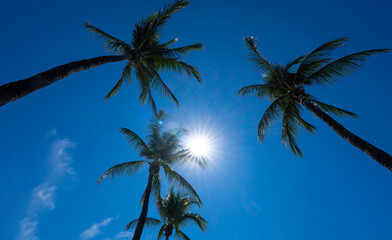 Tropical palm pattern. Nature tropical landscape. Summer coast view. Green palm tree on blue sky....