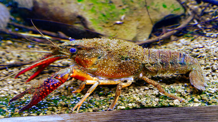 水槽の中のザリガニ