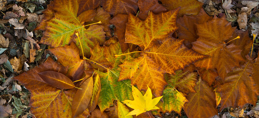 Autumn leaves of maple trees. Autumn fall leaves in sunlight. Autumn background. Autumnal fall background. Foliage, falling leaves background. Autumn leaf. Falling leaves background.