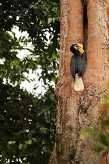 The knobbed hornbill (Rhyticeros cassidix), also known as Sulawesi wrinkled hornbill, is a colourful hornbill native to Indonesia.  © feathercollector