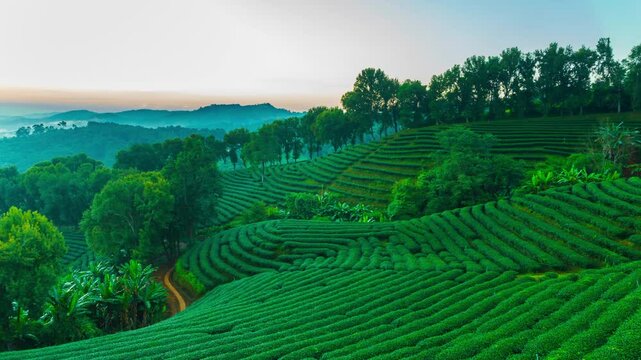 Time lapse of 101 tea plantation in bright day on sunrise background, tourist attraction at Doi Mae Salong Mae Fah Luang Chiang Rai province in thailand.