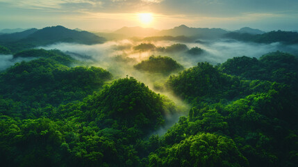 Obraz premium High Angle View of Dense Jungle Treetops