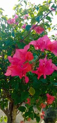 Vibrant Pink Bougainvillea Flowers on a Sunny Day