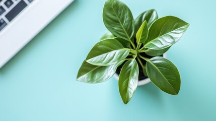 Small potted plant with vibrant green leaves on a light teal surface.