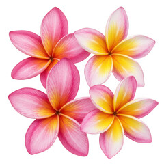 Naklejka premium Four vibrant pink and yellow plumeria flowers isolated on transparent background