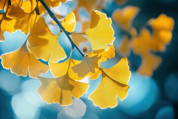 Close up of vibrant yellow ginkgo biloba leaves against a blurred blue and white bokeh background