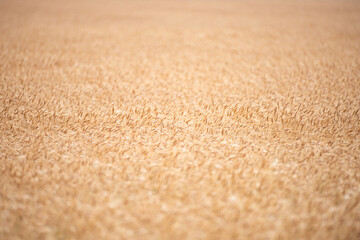 Wheat field harvest background. The agriculture harvest. Gold sprouts of wheat in soil. Harvest in farm. Wheat field background. Background and texture for harvest. Background of ears of wheat.