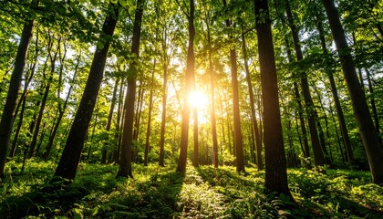 Sunlight filters through a dense forest