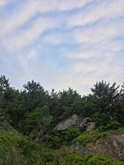 Scenery with pine trees and rocks, sky and clouds, South Korea - 소나무들과 바위, 하늘과 구름이 있는 풍경, 한국