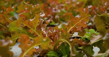 Salad farm vegetable red oak lettuce. Close up fresh organic hydroponic vegetable plantation...