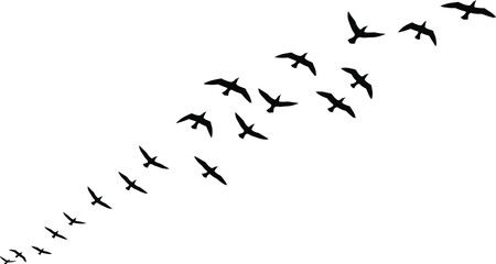 Fototapeta premium Silhouette of flying birds in formation, isolated flock in motion, wildlife migration, peaceful nature concept, vector illustration on white background