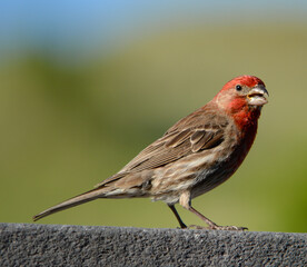red finch