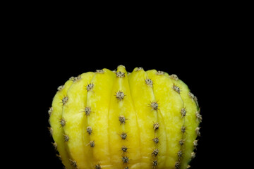 Close up detail of echinopsis subdenudata variegata spines. Isolated on black background
