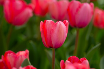 Spring blossom wallpaper. Beautiful Tulips. Red tulip flowers background. Beautiful flower red tulips in sunlight landscape at spring or summer. Amazing spring nature. Tulips flowers in garden.