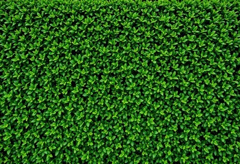 Dense, green boxwood hedge wall in three views, design, plant