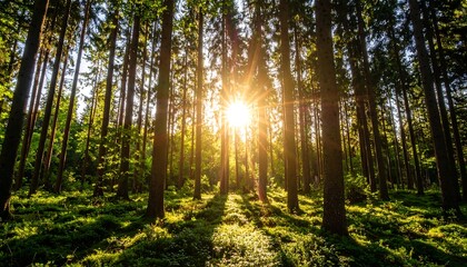 Sunlight streams through a dense forest