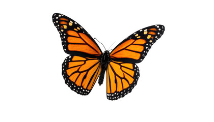 Fototapeta premium Monarch butterfly isolated on transparent background