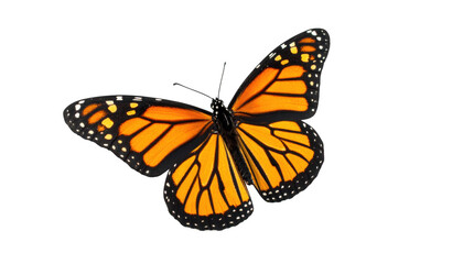 Monarch butterfly studio shot isolated on transparent background