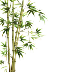Obraz premium Bamboo tree on white background for decoration of art frame, wall paper, card and banner white and transparent background.