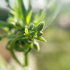 close up of green plant