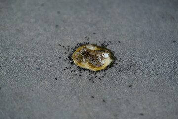 Ants gathering around fresh bird droppings on the ground