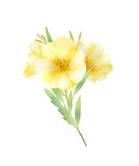 月見草の花の水彩画