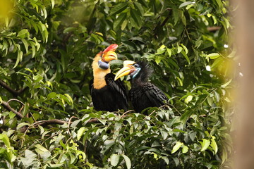 The knobbed hornbill (Rhyticeros cassidix), also known as Sulawesi wrinkled hornbill, is a colourful hornbill native to Indonesia.  © feathercollector