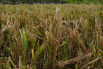 Close-up of cut rice stalks and remaining stems after harvest