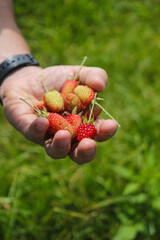 An adult woman has in her right hand a handful of large, ripe blackberries that she has just picked...