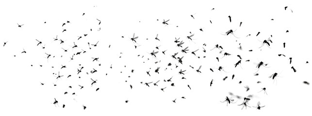 Black Insect Silhouettes with Transparent Background for Design Use