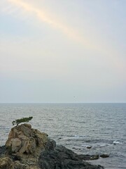 Peaceful natural landscape, trees growing on the shore, pine trees and calm seascape background, Yeongdeok sea, South Korea - 평화로운 자연 풍경, 해안가에 자라는 나무, 해송과 고요한 바다 풍경 배경, 영덕, 한국