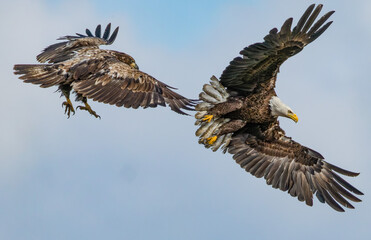 Two Bald Eagles in dramatic flight poses