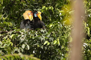 The knobbed hornbill (Rhyticeros cassidix), also known as Sulawesi wrinkled hornbill, is a colourful hornbill native to Indonesia.  © feathercollector