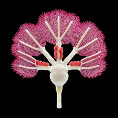Intricate Pink and White Flower Macro Photography
