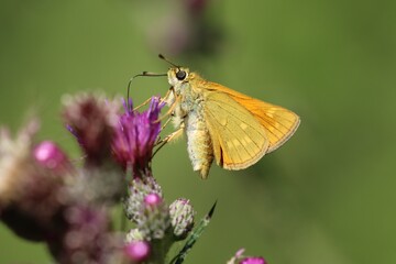 Yellow Butterfly on Purple Thistle, Ecological Macro Close - up, Outdoor Natural Insect - Plant Scene