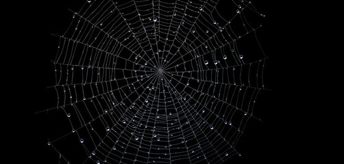 Fototapeta premium Intricate, dew-laden cobweb glistening against a pure black backdrop, fragile, detail