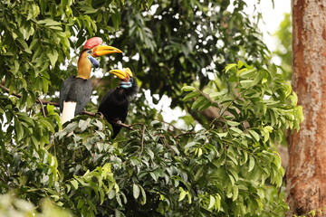 The knobbed hornbill (Rhyticeros cassidix), also known as Sulawesi wrinkled hornbill, is a colourful hornbill native to Indonesia.  © feathercollector