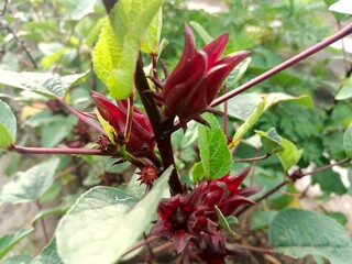 Rosella (Hibiscus sabdariffa), also known as beetle acid or paya acid.