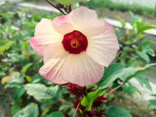 Rosella, with the scientific name Hibiscus sabdariffa is known as asam paya in some areas. This flower originates from Africa and is widely cultivated in tropical and subtropical areas