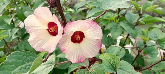 Rosella, with the scientific name Hibiscus sabdariffa is known as asam paya in some areas. This flower originates from Africa and is widely cultivated in tropical and subtropical areas