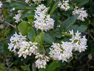 Beautiful flowers blooming in the sea breeze on the shore - 해안가에서 해풍을 맞으며 핀 아름다운 꽃