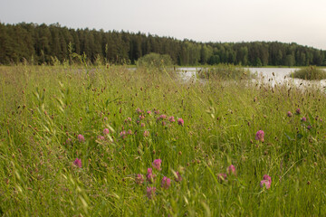 Summer meadow with blooming wildflowers near forest lake. Peaceful nature scene with vibrant green and pink tones. Field of flowers swaying in the wind next to a tranquil lake.