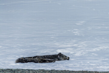 Fototapeta premium Close-up of a Weddell seal - Leptonychotes weddellii- at Mikkelsen harbour, along the Antarctic peninsula