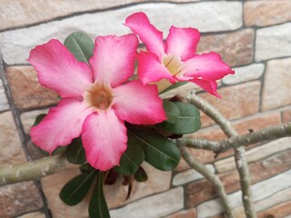 Japanese Frangipani (Adenium Obesum) Flower in Full Bloom