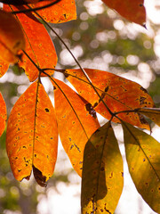 Red Rubber Tree like Maple Leaves
