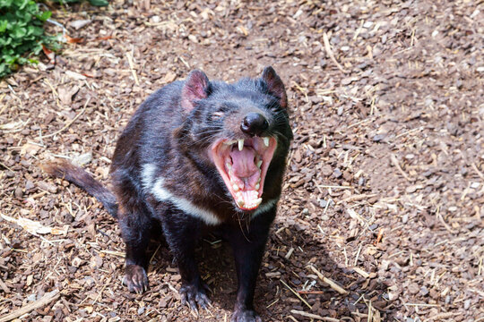 Tasmanian devil with open mouth, Tasmania, Australia