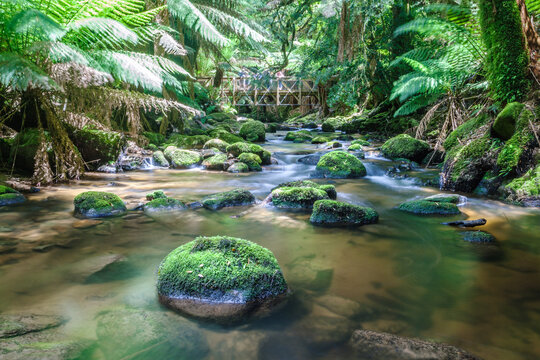 Creek in the tasmanian rainforest Australia