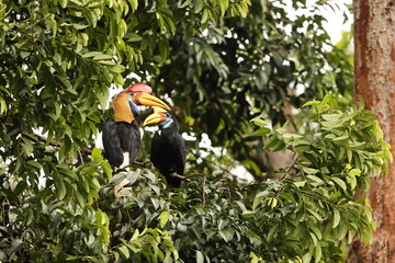 The knobbed hornbill (Rhyticeros cassidix), also known as Sulawesi wrinkled hornbill, is a...