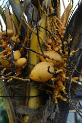 Cluster of Yellow Coconuts Growing on Palm Tree