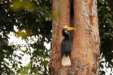 The knobbed hornbill (Rhyticeros cassidix), also known as Sulawesi wrinkled hornbill, is a colourful hornbill native to Indonesia.  © feathercollector